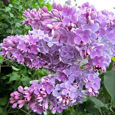 Сирень ОЛЯ в Перми