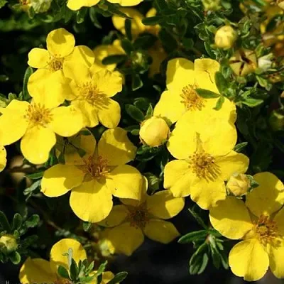 Лапчатка ХАКМАНС ГИГАНТ кустарниковая  Лапчатка ХАКМАНС ГИГАНТ кустарниковая в Перми