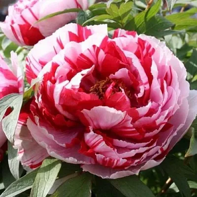 Пион РЕД ВИЗ ПИНК древовидный  Пион РЕД ВИЗ ПИНК древовидный в Перми