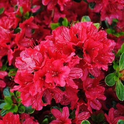 Азалия ХИНО КРИМСОН японская  Азалия ХИНО КРИМСОН японская в Перми