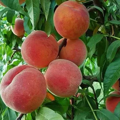 Персик САНКРЕСТ  Персик САНКРЕСТ в Перми