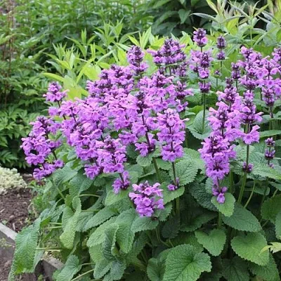 Буквица крупноцветковая в Перми