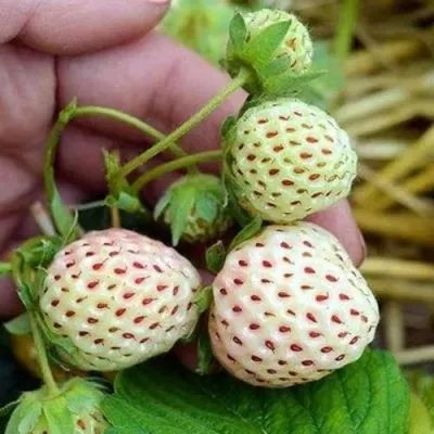 Клубника АНАНАСА ремонтантная в Перми