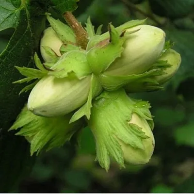 Фундук ТАМБОВСКИЙ ПОЗДНИЙ в Перми
