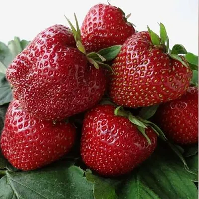 Клубника НАБИЛА  Клубника НАБИЛА в Перми