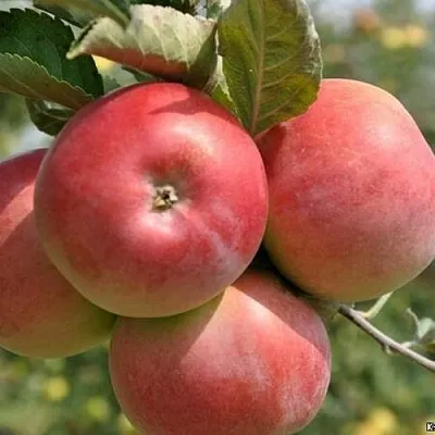 Яблоня ВЭМ-РОЗОВЫЙ  Яблоня ВЭМ-РОЗОВЫЙ в Перми