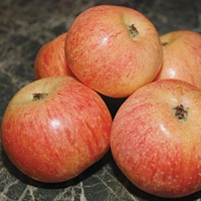 Яблоня КОНФЕТНОЕ  Яблоня КОНФЕТНОЕ в Перми