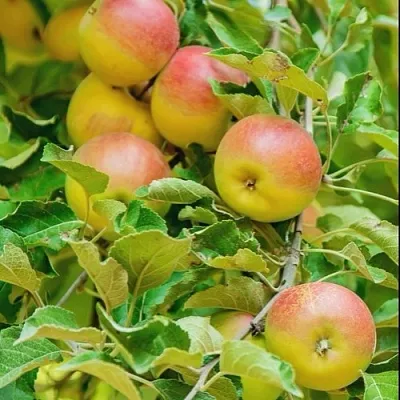 Яблоня ПАМЯТЬ БЛЫНСКОГО колонновидная  Яблоня ПАМЯТЬ БЛЫНСКОГО колонновидная в Перми