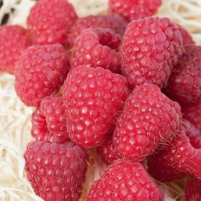 Малина МАРАСТАР  Малина МАРАСТАР в Перми