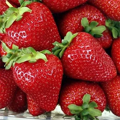 Клубника СКАЛА  Клубника СКАЛА в Перми