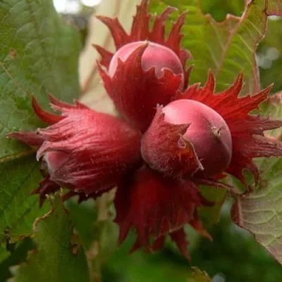 Фундук МОСКОВСКИЙ РУБИН в Перми