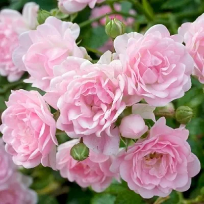 Саженцы роз ЗЕ ФЕЙРИ почвопокровная  Саженцы роз ЗЕ ФЕЙРИ почвопокровная в Перми