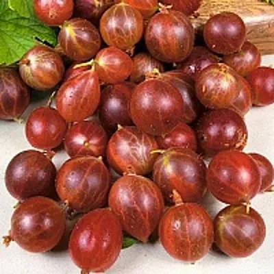 Крыжовник ОЛАВИ (ХИННОНМАЕН ПУНАЙНЕН)  Крыжовник ОЛАВИ (ХИННОНМАЕН ПУНАЙНЕН) в Перми