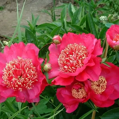 Пион БАРРИНГТОН БЕЛЬ травянистый  Пион БАРРИНГТОН БЕЛЬ травянистый в Перми