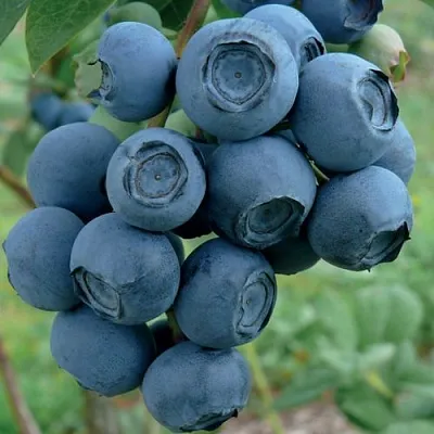 Голубика РУБЕЛ в Перми