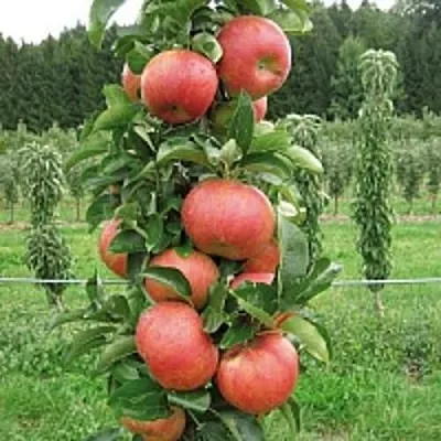 Яблоня ЯНТАРНОЕ ОЖЕРЕЛЬЕ колонновидная  Яблоня ЯНТАРНОЕ ОЖЕРЕЛЬЕ колонновидная в Перми
