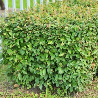 Кизильник блестящий в Перми