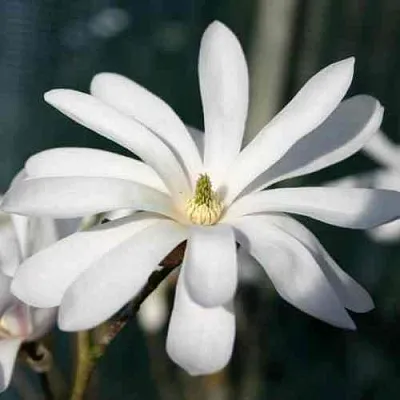 Магнолия РОЯЛ СТАР  Магнолия РОЯЛ СТАР в Перми