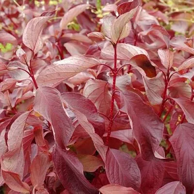 Дерен КРАСНЫЙ  Дерен КРАСНЫЙ в Перми