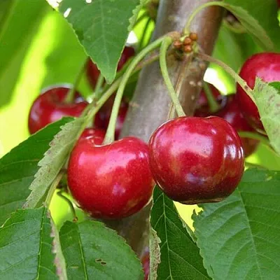 Черешня 15-26-5  Черешня 15-26-5 в Перми