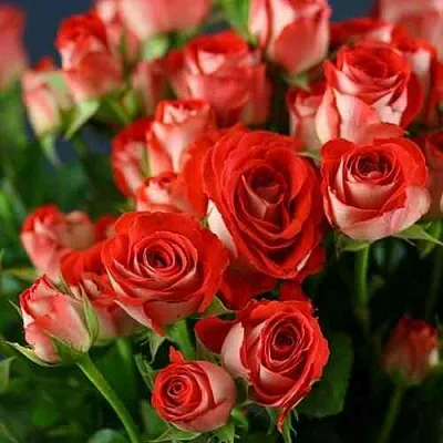 Саженцы роз ЗОДИАК спрей  Саженцы роз ЗОДИАК спрей в Перми