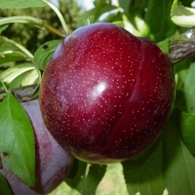 ШАРАФУГА  ШАРАФУГА в Перми