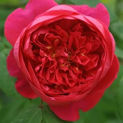 Саженцы роз БЕНДЖАМИН БРИТТЕН шраб  Саженцы роз БЕНДЖАМИН БРИТТЕН шраб в Перми