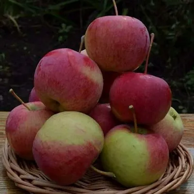 Яблоня РОДНИКОВАЯ  Яблоня РОДНИКОВАЯ в Перми