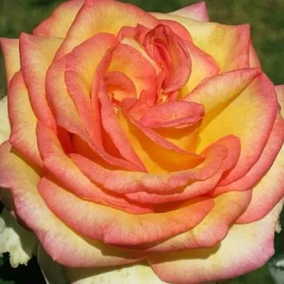 Саженцы роз АМАЗОНКА чайно-гибридная в Перми