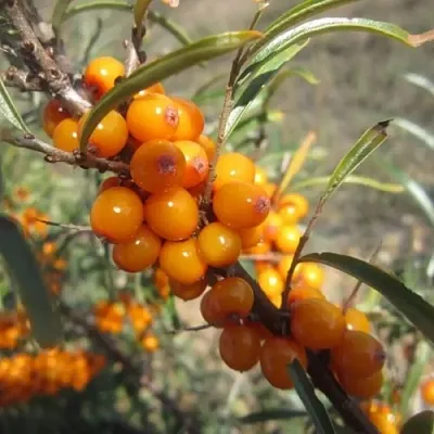 Облепиха СУДАРУШКА  Облепиха СУДАРУШКА в Перми