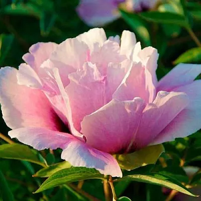 Пион ВРАТА ХРАМА древовидный   Пион ВРАТА ХРАМА древовидный  в Перми