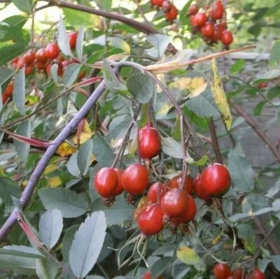 Саженцы роз сизая — описание сорта Саженцы роз сизая в Перми