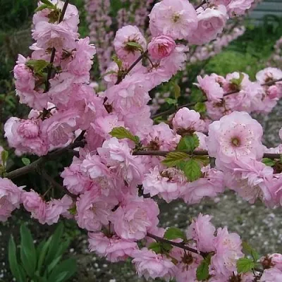 Миндаль ТРЁХЛОПАСТНЫЙ (луизеания) в Перми