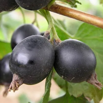 ЙОШТА в Перми