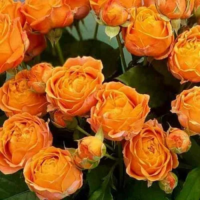 Саженцы роз КОРАЛ БАБЛС спрей  Саженцы роз КОРАЛ БАБЛС спрей в Перми