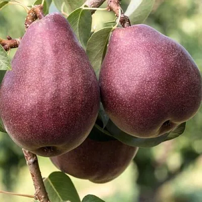 Груша БУРАКОВКА в Перми