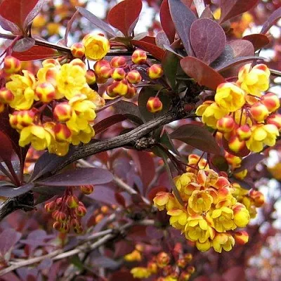 Барбарис СУПЕРБА оттавский   Барбарис СУПЕРБА оттавский  в Перми