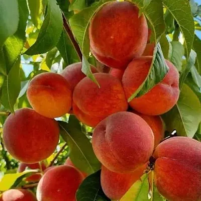 Персик ПОСОЛ МИРА  Персик ПОСОЛ МИРА в Перми