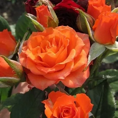 Саженцы роз АЛЕГРИЯ спрей  Саженцы роз АЛЕГРИЯ спрей в Перми