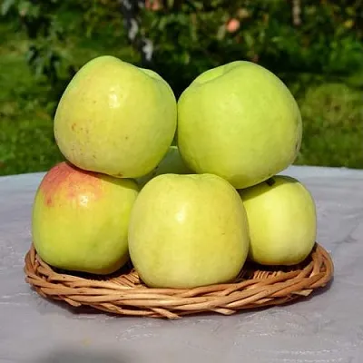 Яблоня БИРСКОЕ ГРУШЕВОЕ (БИЧИК)  Яблоня БИРСКОЕ ГРУШЕВОЕ (БИЧИК) в Перми
