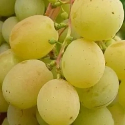 Виноград ТАЛИСМАН в Перми