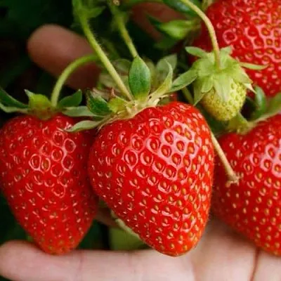 Клубника ПОРТОЛА ремонтантная  Клубника ПОРТОЛА ремонтантная в Перми