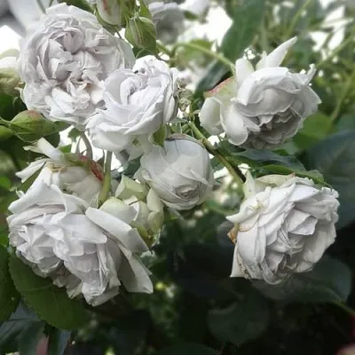 Саженцы роз ГРИЗЕЛИС шраб в Перми