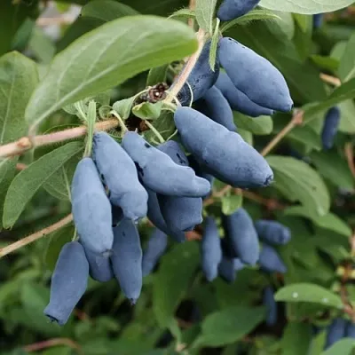 Жимолость съедобная ТОМИ японская  Жимолость съедобная ТОМИ японская в Перми