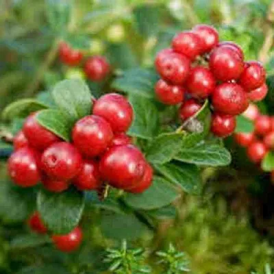 Брусника садовая РУНО БЕЛЯВСКИ  Брусника садовая РУНО БЕЛЯВСКИ в Перми