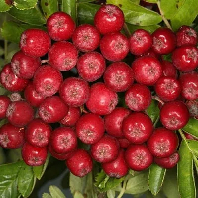 Рябина РУБИНОВАЯ сладкоплодная  Рябина РУБИНОВАЯ сладкоплодная в Перми