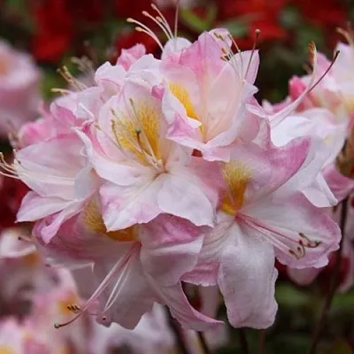 Азалия САТОМИ японская  Азалия САТОМИ японская в Перми