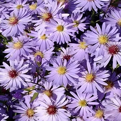 Астра БЛЮ ХЕВЕН сердцелистная в Перми