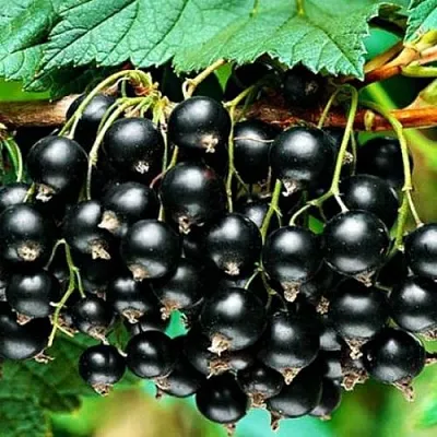 Смородина черная АТЛАНТ в Перми