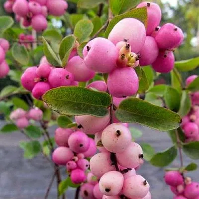 Снежноягодник ФИЕСТА БЕРРИ доренбоза  Снежноягодник ФИЕСТА БЕРРИ доренбоза в Перми